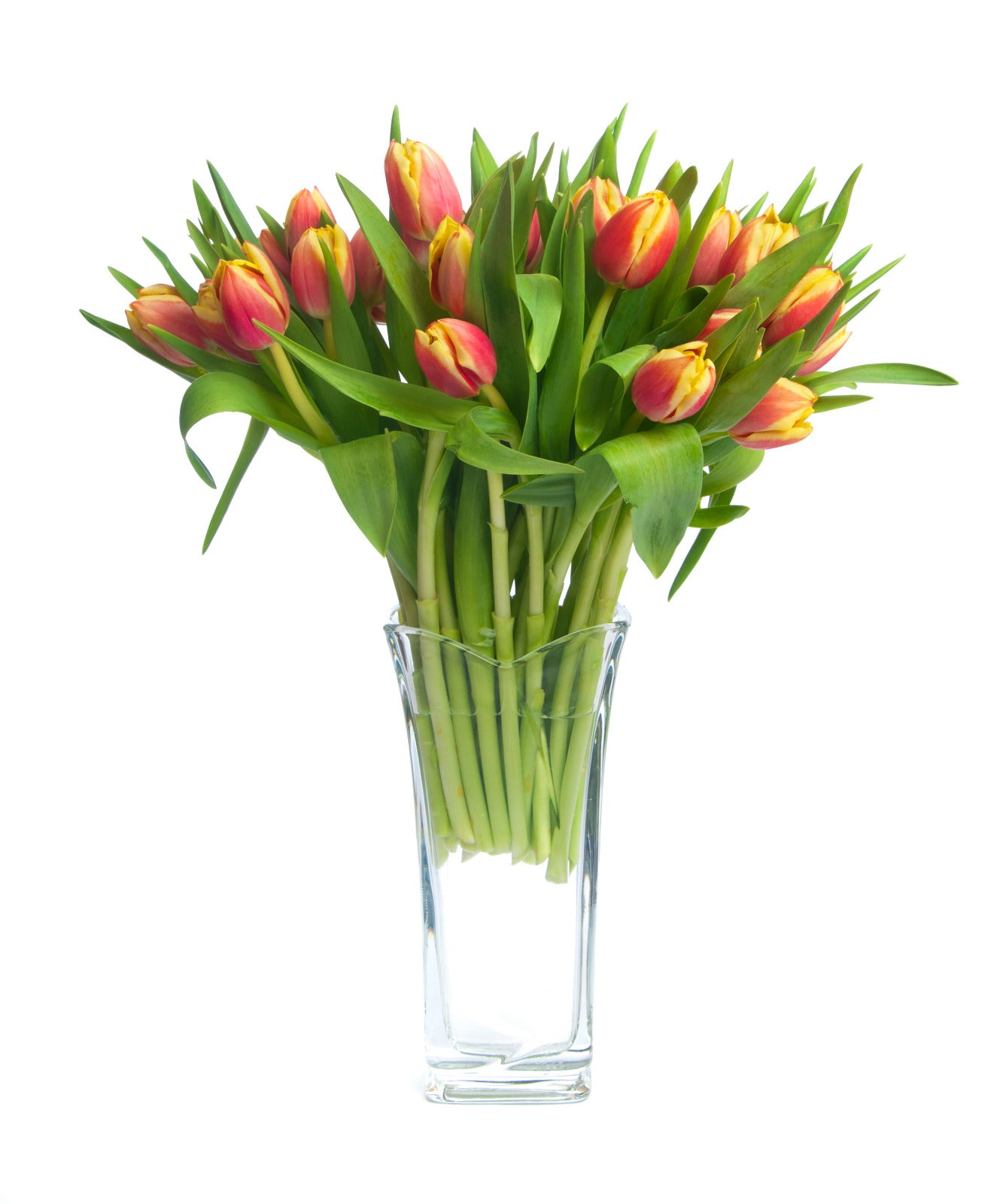 Tulpen rot mit gelbem Rand