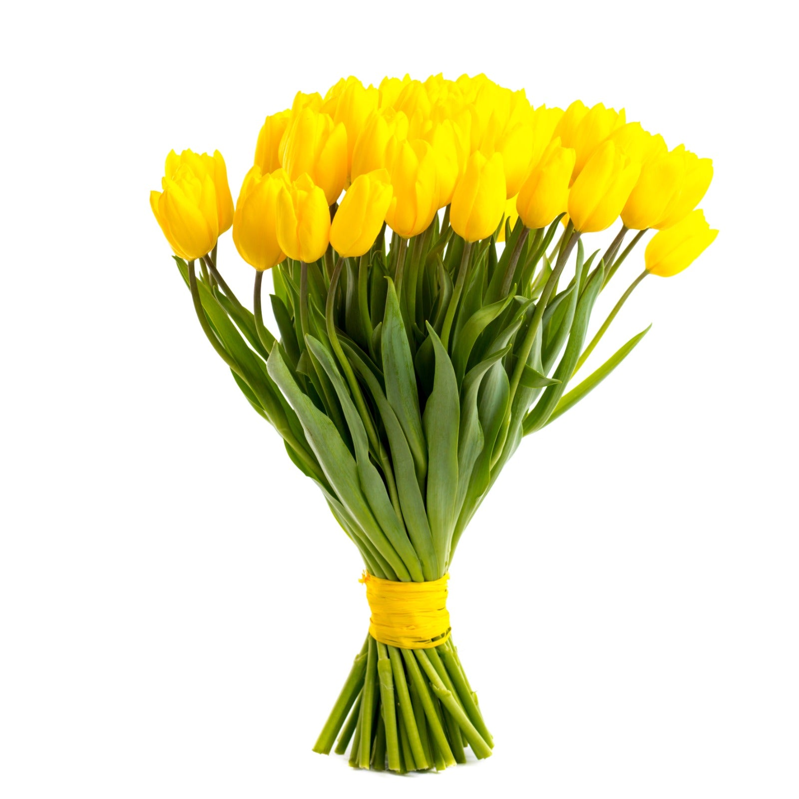 Gelbe Tulpen